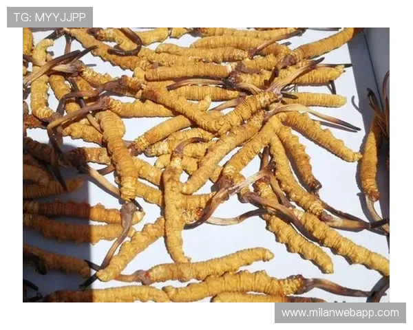 米兰体育登录中心的用户注册流程与账号安全设置指南